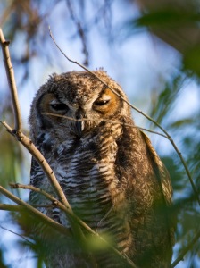 Sleepy Young Great Horned Owl 
